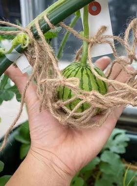 奶油甜脆！Creamed Watermelon黄瓤薄皮西瓜种子非转基因