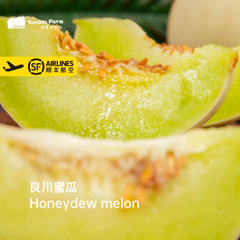 【头茬！甜润多汁】Honeydew melon良川蜜瓜多汁细嫩一藤一瓜水果