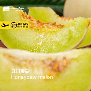 【头茬!甜润多汁】Honeydew melon良川蜜瓜多汁细嫩一藤一瓜水果