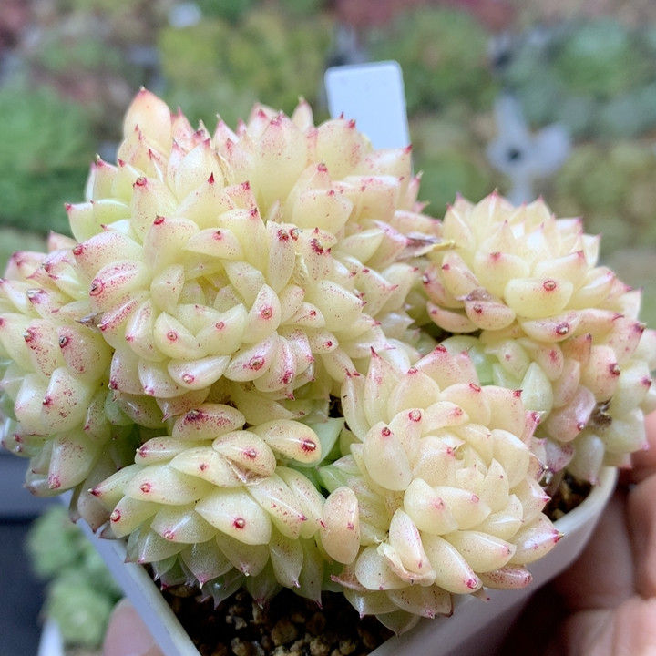 油透小脸群,鲜花速递/花卉仿真/绿植园艺,多肉植物,淘宝优惠券,粉丝福利购,淘宝优惠卷