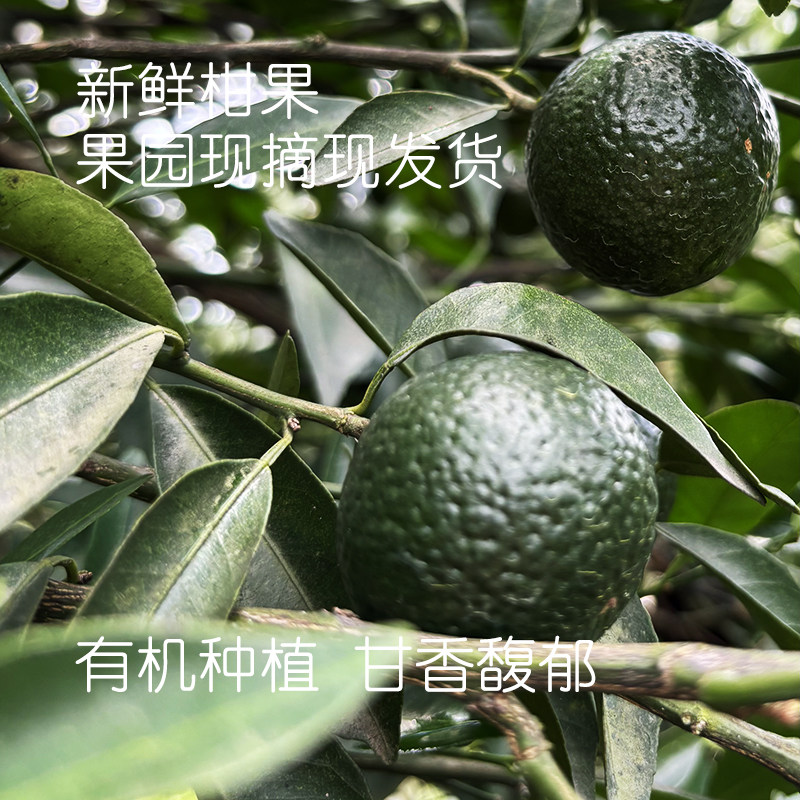 新会梅江2026有机无农残柑果