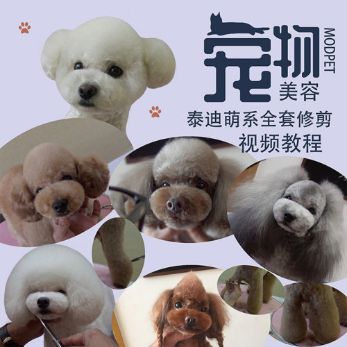 泰迪犬狗美容教程视频宠物日韩萌系修剪毛教学视频教材书MODPET