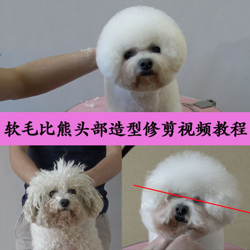 宠物美容教程 比熊美容视频 宠物美容教学视频 MODPET