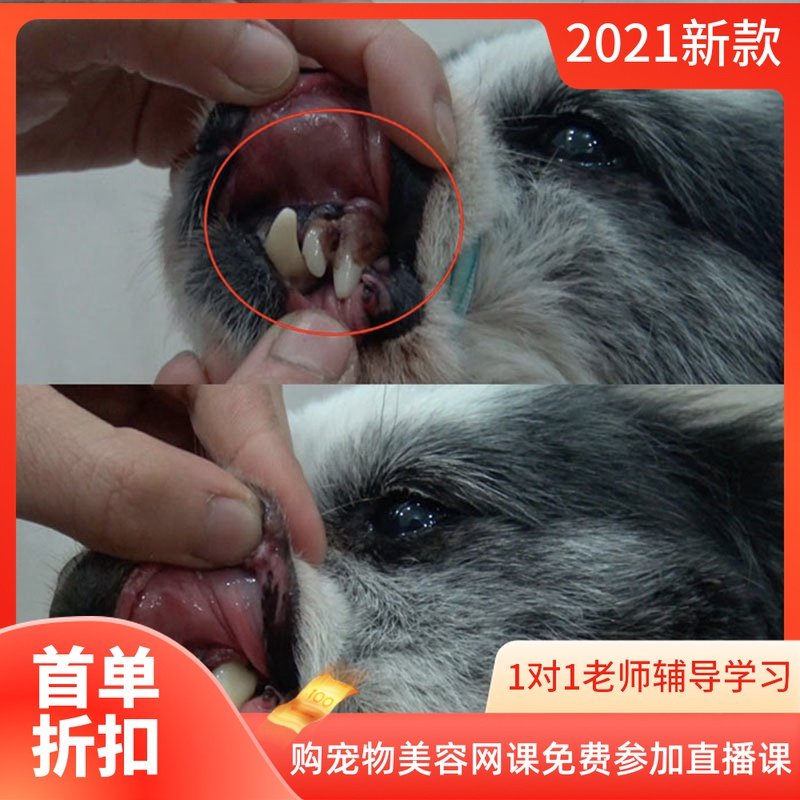 宠物美容教程视频狗子去牙结石课程