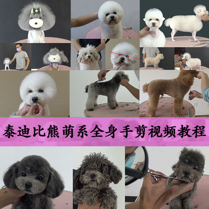 宠物美容师培训教程 宠物美容视频教程 宠物美容教学视频 MODPET