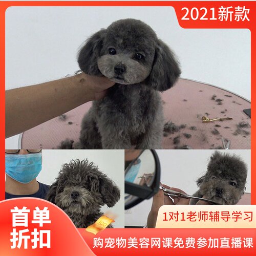不出门就能学会宠物美容