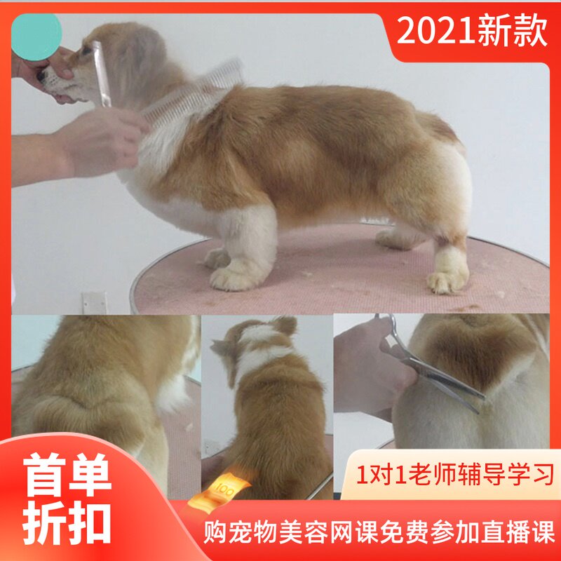 宠物美容网红柯基犬桃心屁股全身修剪视频教程