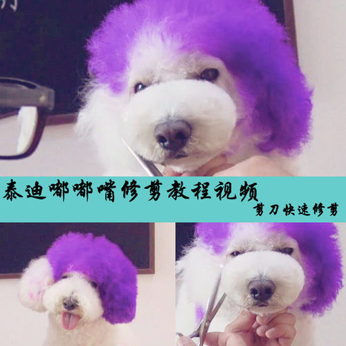 宠物美容教程造型书籍韩国泰迪狗剪毛教学视频淘宝线上学习MODPET