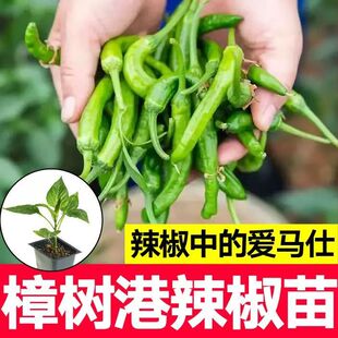 正宗湖南黄贡椒秧墨西哥子弹头辣椒苗秧苗贡品港椒苗