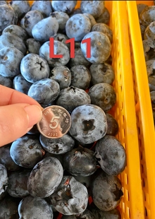 正宗花香蓝莓25 L11大果型花香味浓郁组培苗