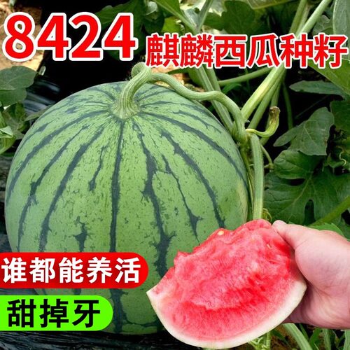 8424麒麟无籽美都西瓜种籽大全种子水果瓜果苗小南方蔬菜苗秧种孑