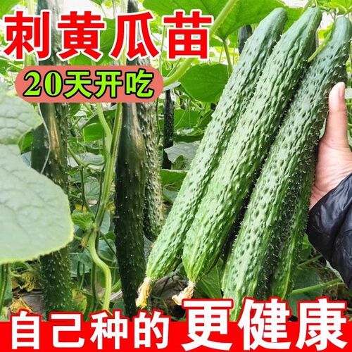 高产老品种绿心黄瓜苗秧苗种籽青瓜苗水果秋春天种的种孑子蔬菜苗