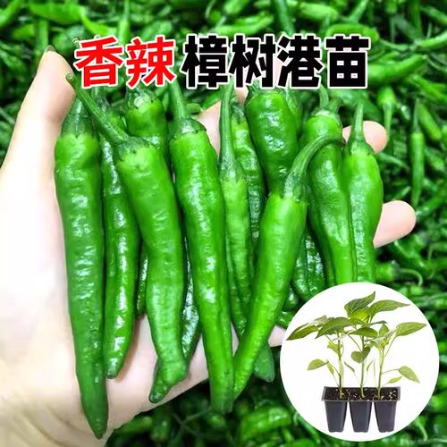 樟树港辣椒苗港辣椒苗秧带土球特产四季阳台盆栽薄皮辣椒种子庭院