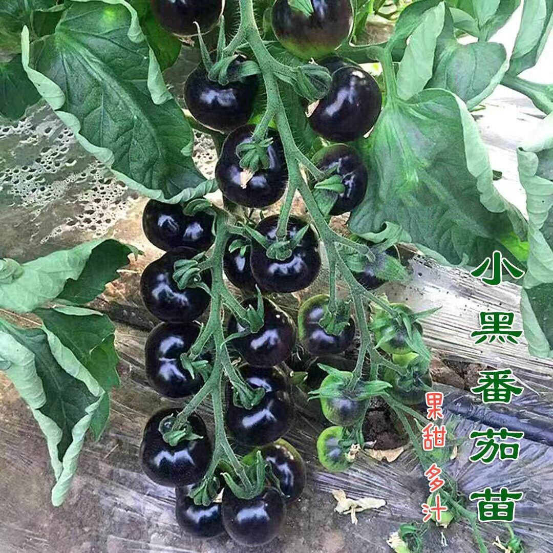 黑珍珠番茄苗秧瀑布圣女果樱桃水果番茄种孑盆栽阳台西红柿种子籽