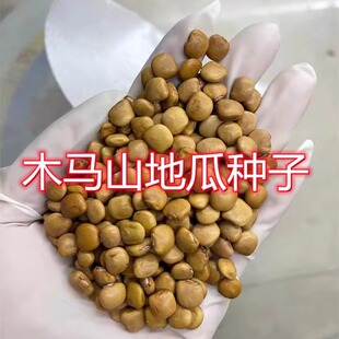 牧马山地瓜种子凉薯芒光番葛葛薯土瓜沙葛豆薯种子特大白瓤凉薯种