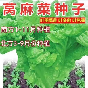 窝麻菜种子叶用莴苣种子春菜苦苣菜苦麻菜籽四川秋季田园蔬菜种子