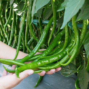 四季螺丝椒苗幼苗高产薄皮青椒彩椒盆栽蔬菜苗园艺