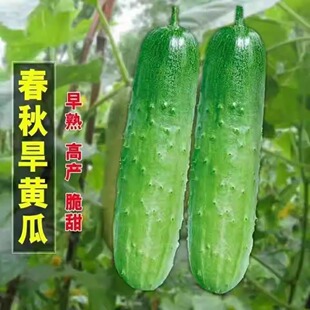 春秋旱地王黄瓜种子小吊瓜水果黄瓜种籽可阳台盆栽小吊瓜四季蔬菜