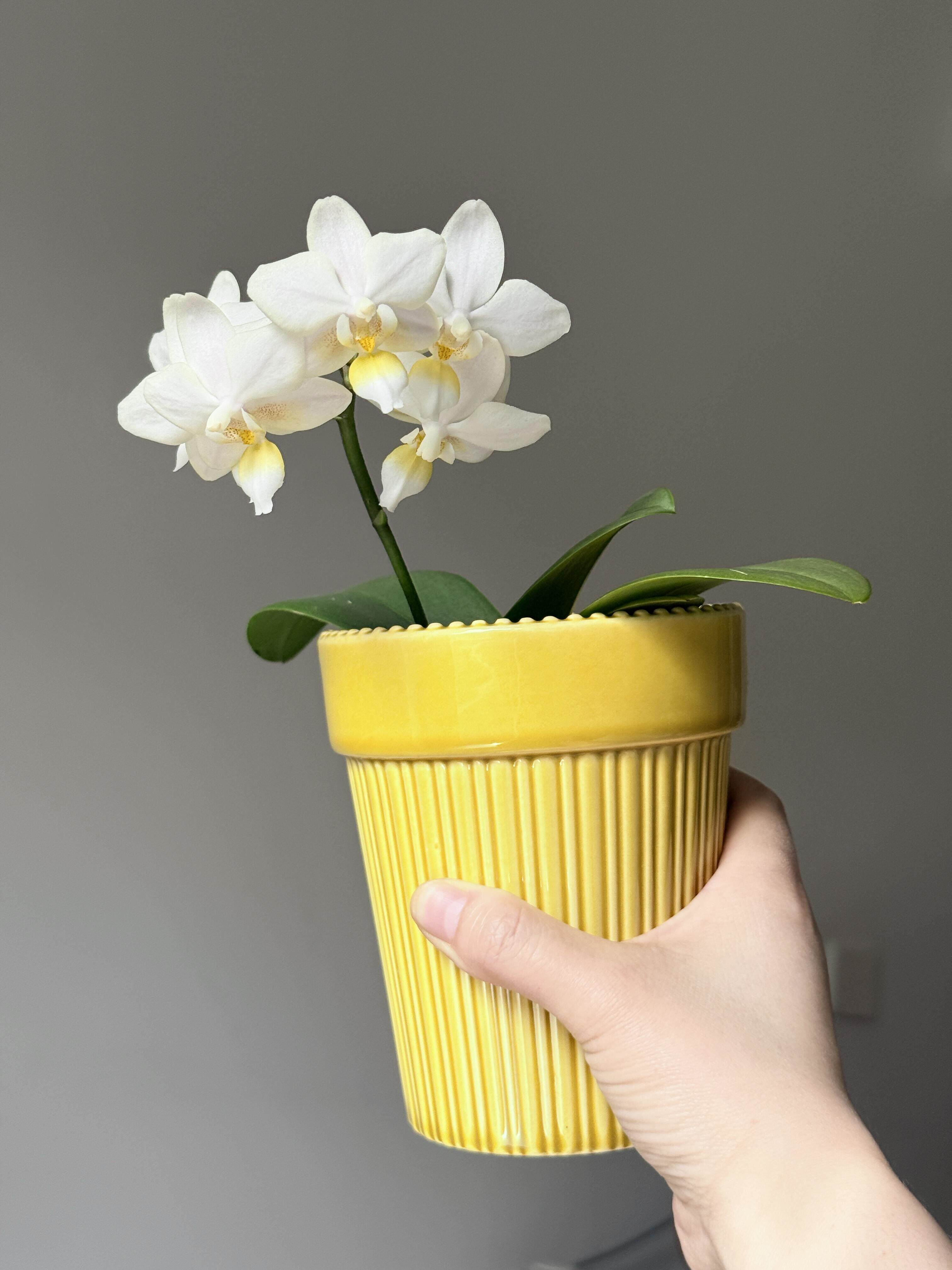 【棉花糖】蝴蝶兰2.8寸单花剑室内盆栽大花浓香型四季开花绿植