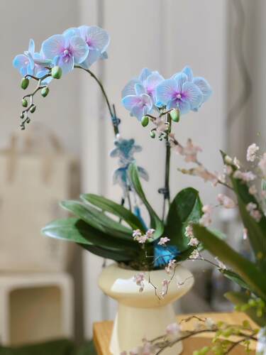 蝴蝶兰盆栽带花兰花蝴蝶兰花苗带花苞