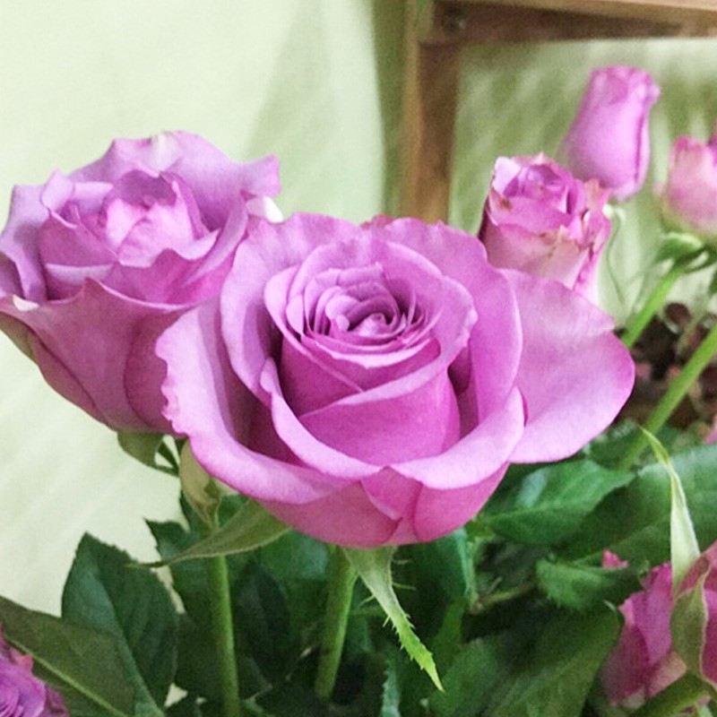 冷美人玫瑰花苗盆栽切蓝紫
