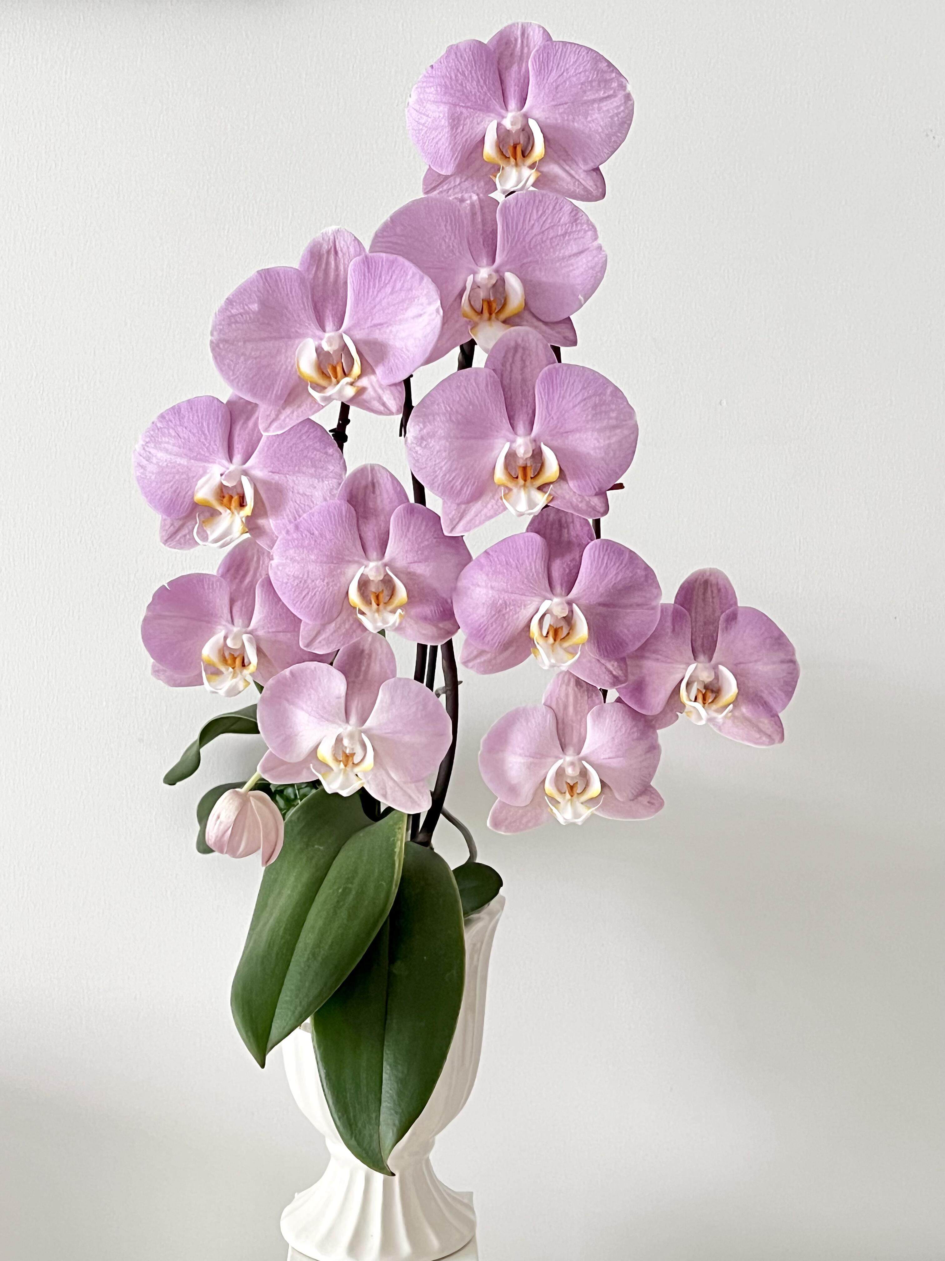 粉色仙女帕多瓦蝴蝶兰2.8单花剑室内绿植盆栽四季开花花卉浓香型