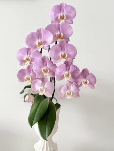 粉色仙女帕多瓦蝴蝶兰2.8单花剑室内绿植盆栽四季开花花卉浓香型