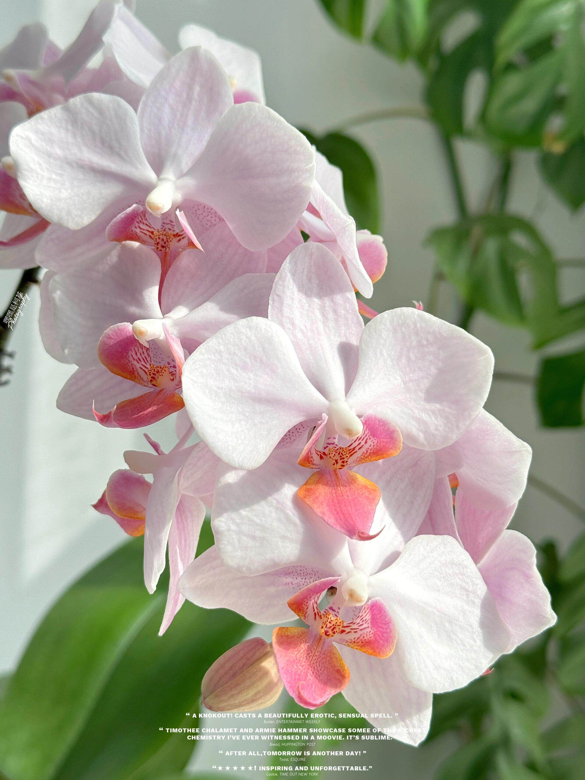 夏日雪纺蝴蝶兰2.8寸单花剑室内客厅绿植盆栽大花浓香型花卉