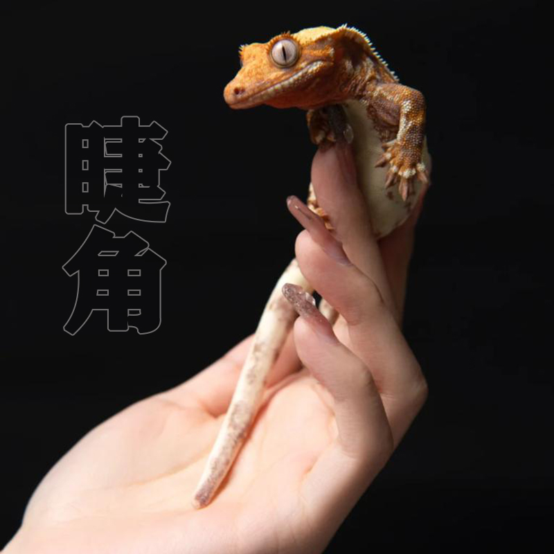 活体睫角守宫宠物爬宠莉莉白r属