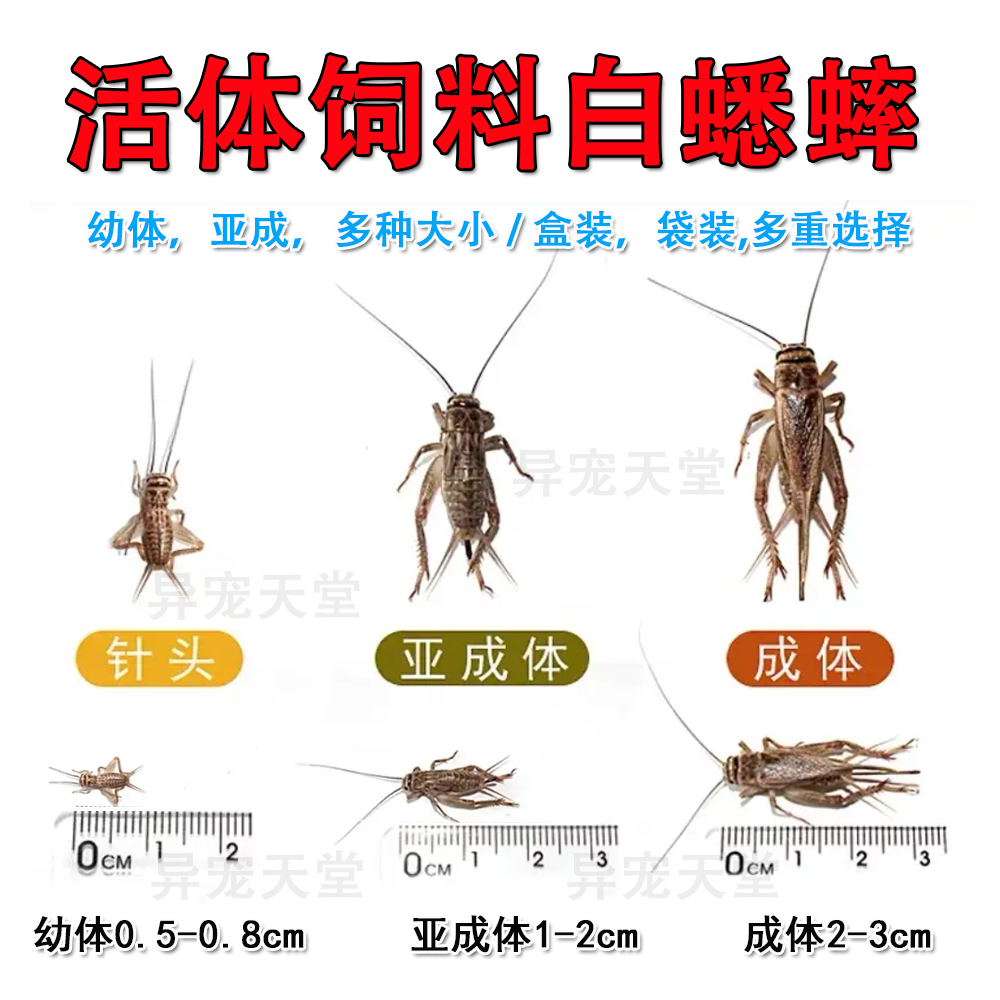 活体蟋蟀饲料虫白蛐蛐黑油葫芦针头树蛙守宫蜥蜴鸟鱼爬宠袋装盒装-封面