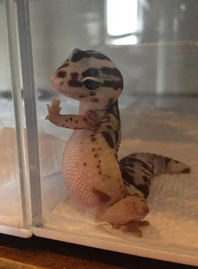 活体肥尾守宫宠物爬宠原色奶牛奥利奥焦糖祖鲁橘白无纹幼体成体