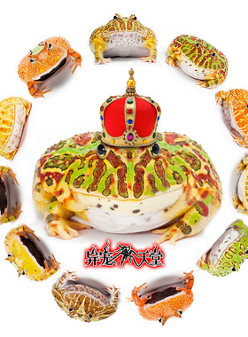 活体宠物角蛙黄金绿角草莓南瓜皮卡丘蝴蝶霸王钟角小丑非牛姥爷树