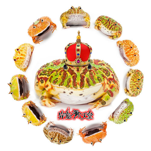 活体宠物角蛙黄金绿角草莓南瓜皮卡丘蝴蝶霸王钟角小丑非牛姥爷树