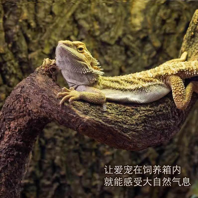 天然藤条爬虫饲养箱造景过江龙藤条守宫蛇蟒蜥寄居蟹蜴攀爬树枝