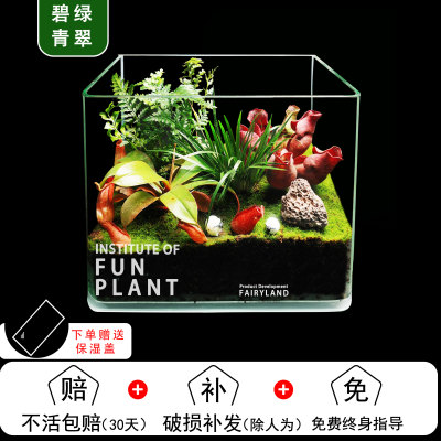 销苔藓生态缸玻璃苔藓微景观私人花园客厅室内食虫植物种好发货厂