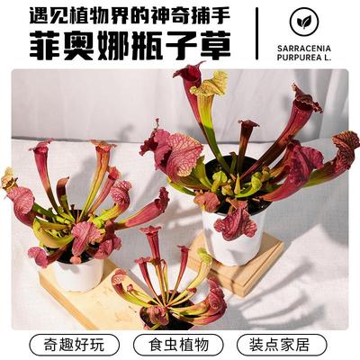 瓶子草有趣好看易养30天包活