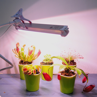 LED补光灯食虫植物多肉专用园艺生长灯室内显色防徒长新手易养活