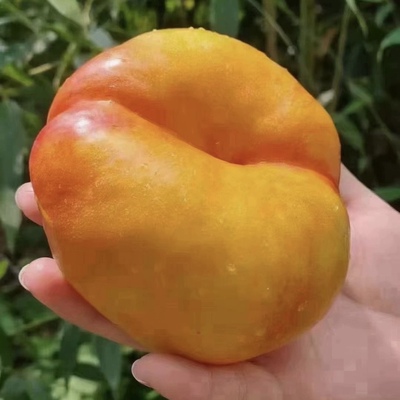硬脆软甜北京3000桃蟠桃