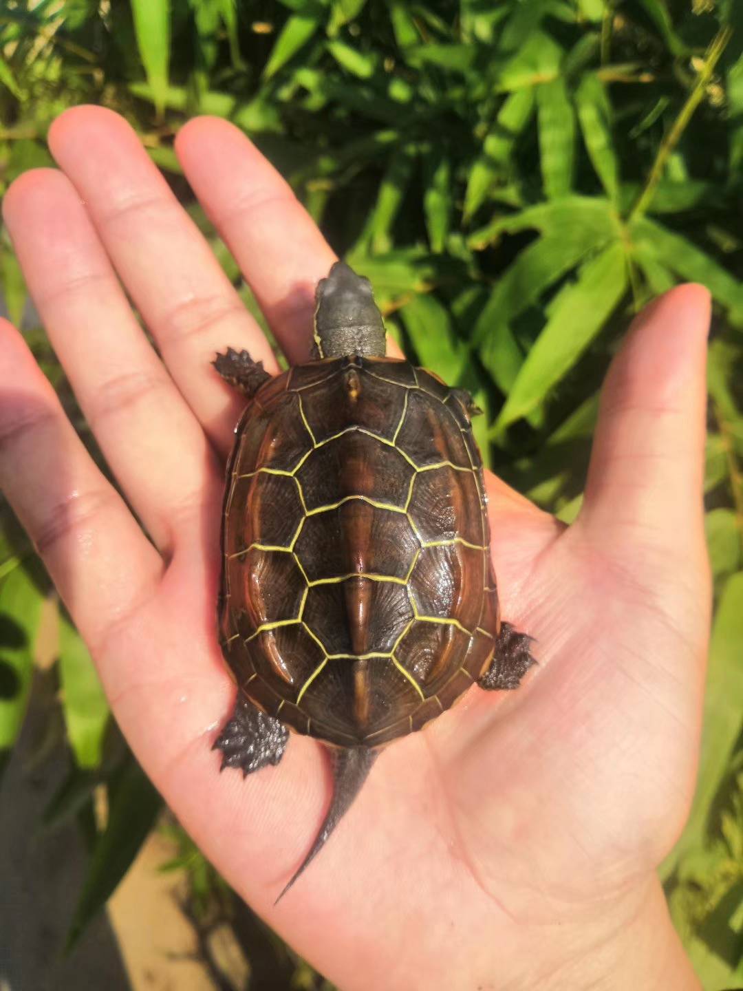 苏北金线草龟碌小亚成外塘宠物活体招财镇宅包邮推荐(一公二母)