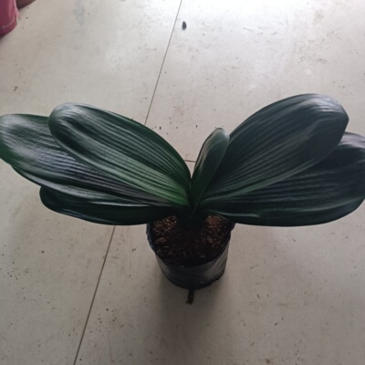 实拍精品短叶圆头麻脸苗室内绿植盆栽当年开