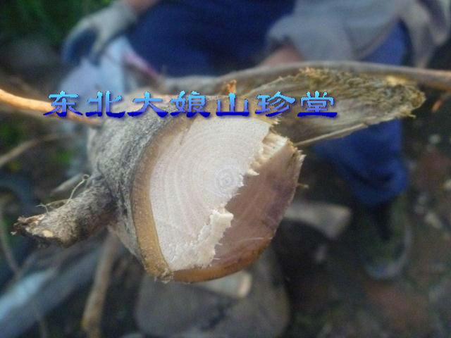 东北野生长白山胡桃楸子百年树皮