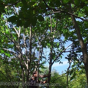 长白山野生东北山核桃树枝 送配方 野生核桃树枝 核桃枝 百年老树