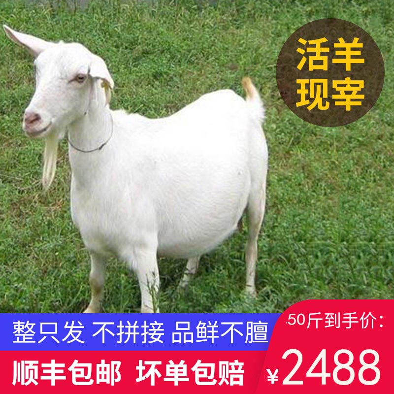 现杀生鲜活羊羊肉整只羊50斤羊全