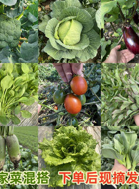 蔬菜新鲜组合江苏农家菜混搭套餐应季时令蔬菜火锅食材混合装现摘