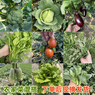 蔬菜新鲜组合江苏农家菜混搭套餐应季时令蔬菜火锅食材混合装现摘