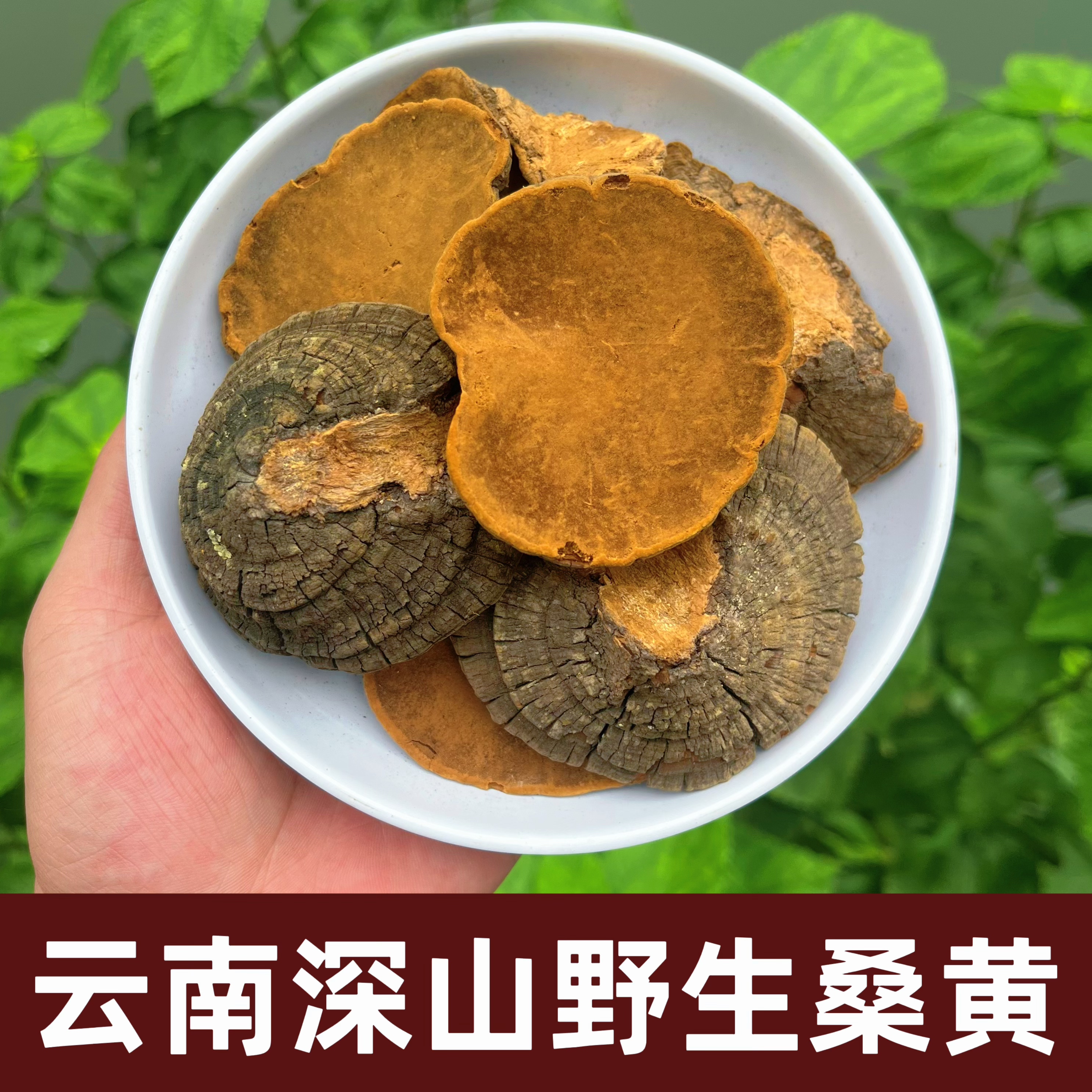 云南深山野生桑黄中药材天然无硫无添加中草药材滋补身体泡茶500g