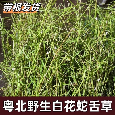 野生白花蛇舌草500g农家无硫药材新货草药材百花蛇舌草另售半枝莲