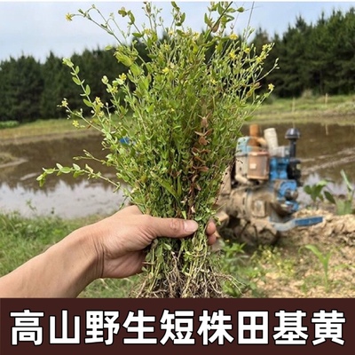 高山野生中药材田基黄干地耳草黄花草雀舌草整株田基王干品500克