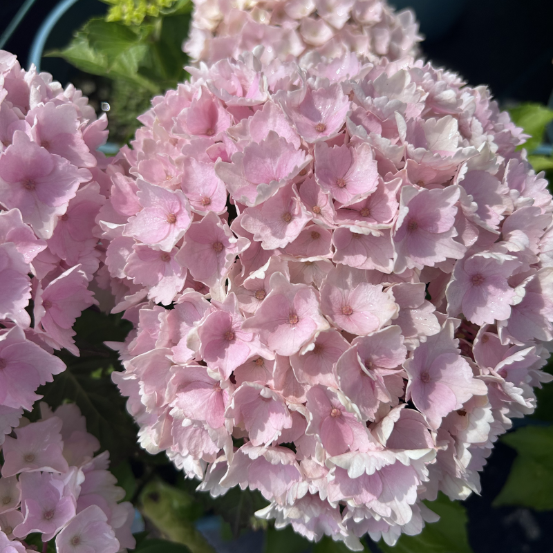 原野先生花园（4/7加仑  魔幻海洋）阳台庭院盆栽地栽绣球植物