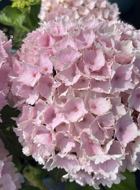 原野先生花园（3/4/7加仑  魔幻海洋）阳台庭院盆栽地栽绣球植物